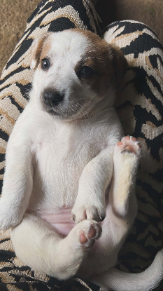 Adoption Ylla