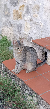 Adopter Tigresse
