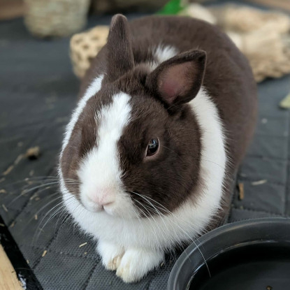 Adopter Alfred