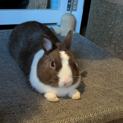 Adopter Alfred