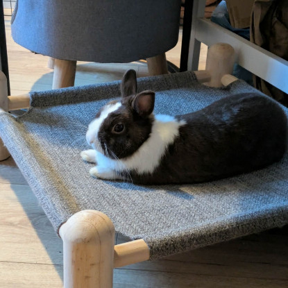 Adoption Alfred