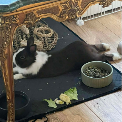 Adoption Alfred