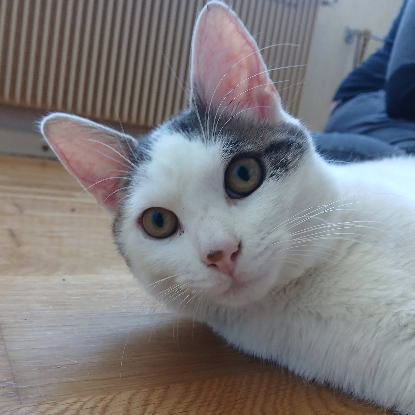 Adopter Jean