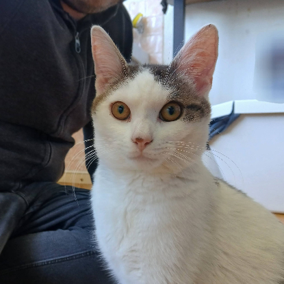 Adopter Jean