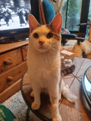 Adoption Jean