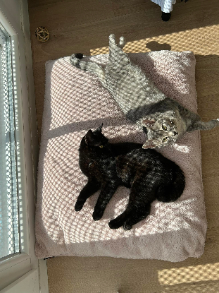 Adopter Ksounette