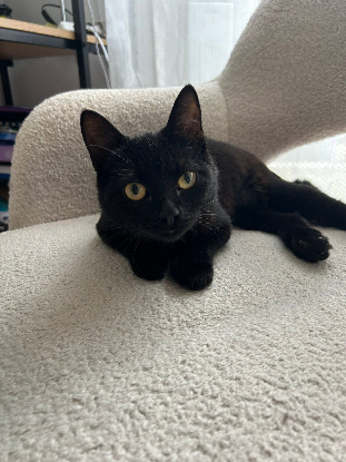 Adopter Ksounette