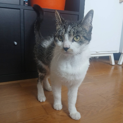 Adopter Louisa