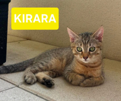 Adopter  chat : Kirara adoptable en duo ou seul si déj