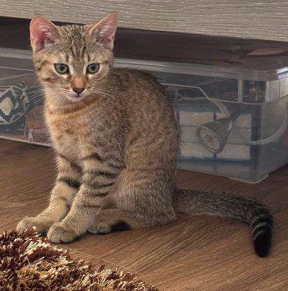 Adopter Kirara adoptable en duo ou seul si déj
