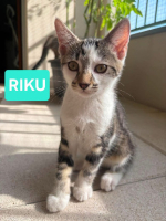 Adopter  chat : Riku adoptable en duo ou seul si déj