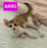 Arkiki adoptable en duo ou seul si déj