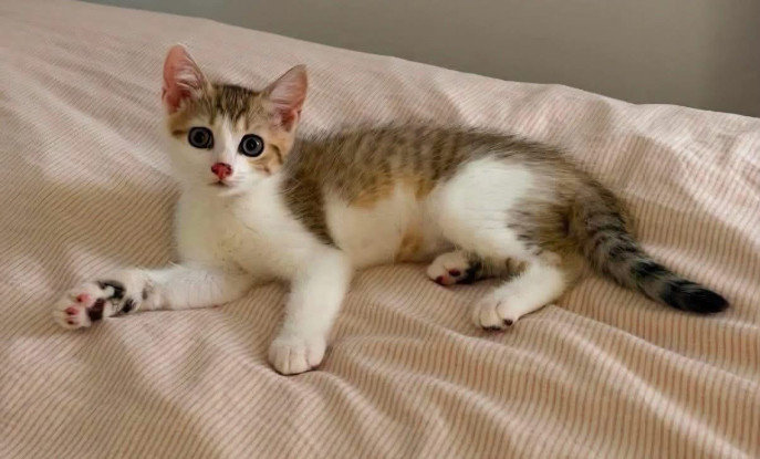Adopter Arkiki adoptable en duo ou seul si déj