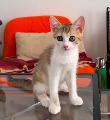 Adopter Arkiki adoptable en duo ou seul si déj