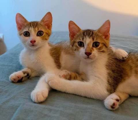 Adoption Arkiki adoptable en duo ou seul si déj