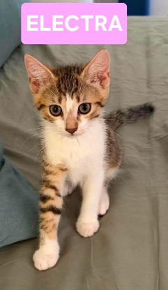 Adopter Electra adoptable en duo ou seul si déj