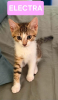 Electra adoptable en duo ou seul si déj