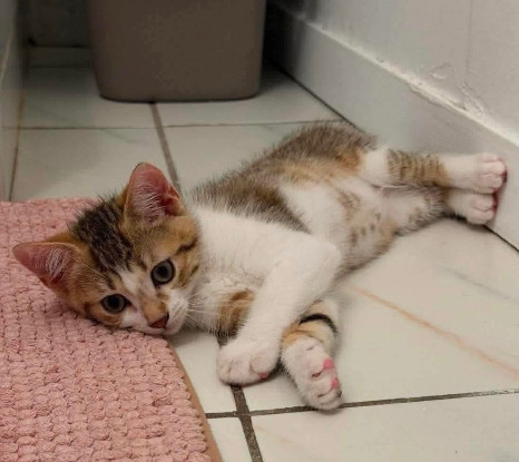 Adopter Electra adoptable en duo ou seul si déj