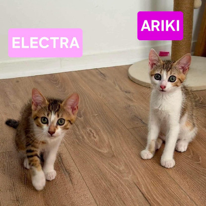 Adopter Electra adoptable en duo ou seul si déj