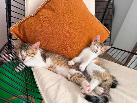 Adoption Electra adoptable en duo ou seul si déj