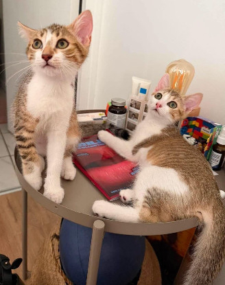 Adoption Electra adoptable en duo ou seul si déj