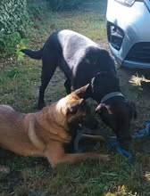 Adopter Arès
