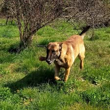 Adopter Argos