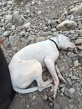 Adopter Umy