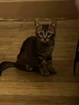 Adopter Aramis