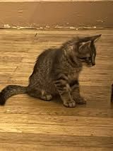 Adopter Aramis