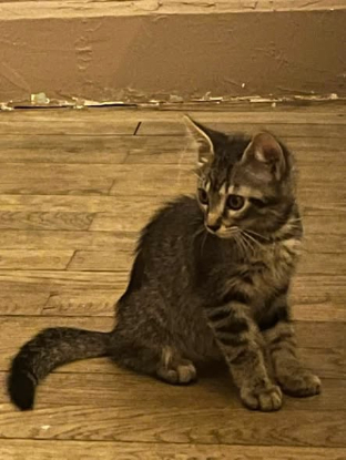 Adopter Aramis