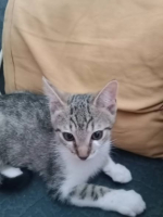 Adopter  chat : Aska