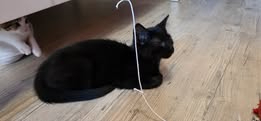Adopter Astro