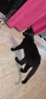 Adopter  chat : Astro