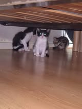 Adopter Belinda