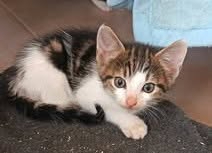 Adopter Brunch