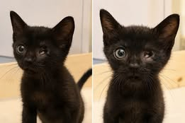 Adopter Diddle