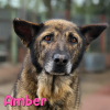 Amber