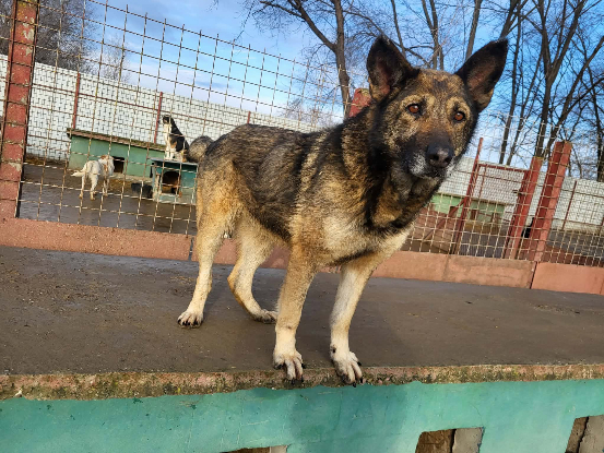 Adopter Amber