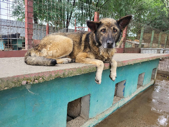 Adoption Amber