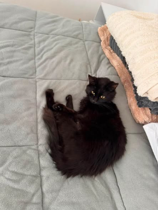 Adoption Nord