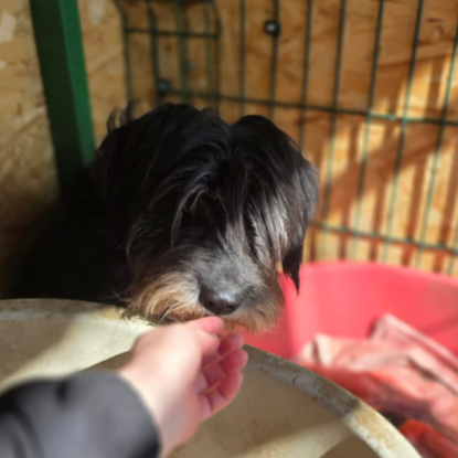 Adopter Anna