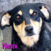 Nanni