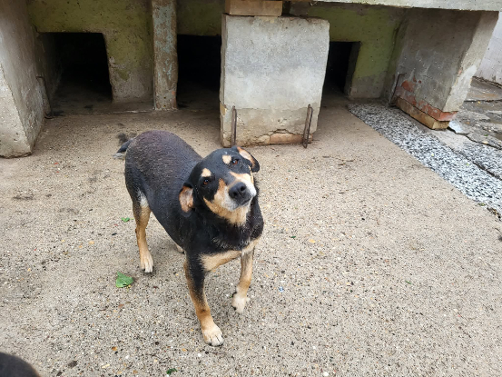Adopter Nanni