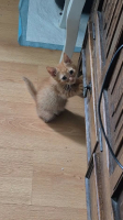 Adopter  chat : Oberon
