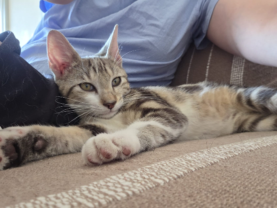 Adopter Arthus