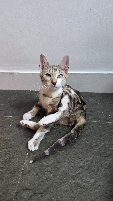 Adopter Arthus