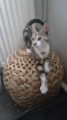 Adoption Arthus