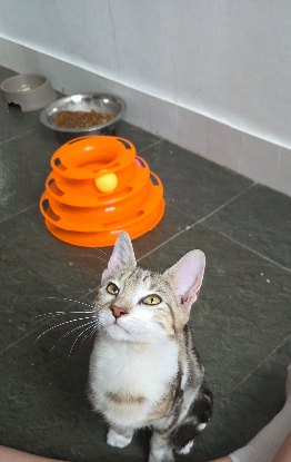 Adoption Arthus