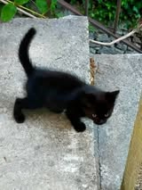 Adopter Pepper